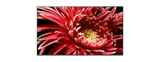 X85G | LED | 4K Ultra HD | High Dynamic Range (HDR) | Smart TV (Android TV) 5
